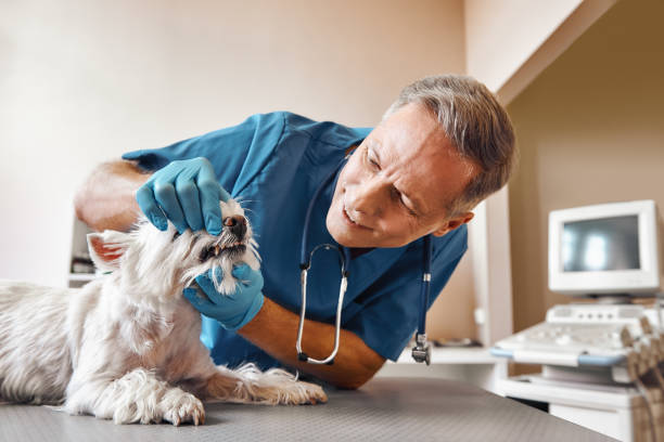 Best Emergency X-Rays and Diagnostics in Warrensburg, MO